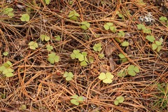 Oxalis acetosella