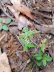 Hydrocotyle geraniifolia
