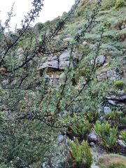 Cliffortia tridentata