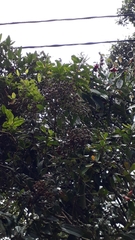 Bejaria