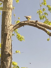 Streptopelia decaocto