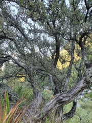 Cliffortia tridentata