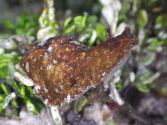 Dolabrifera dolabrifera