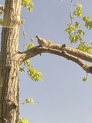 Streptopelia decaocto