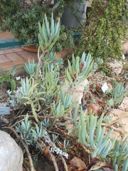 Senecio laticipes