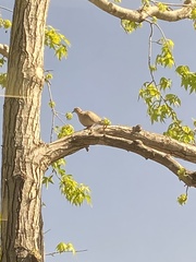 Streptopelia decaocto