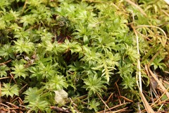 Rhodobryum roseum