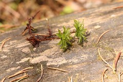 Rhodobryum roseum
