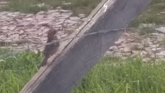 Zonotrichia capensis