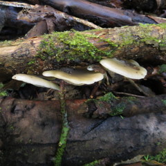 Conchomyces bursiformis image