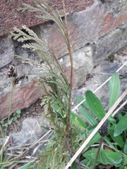 Cupressus × leylandii