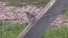 Zonotrichia capensis