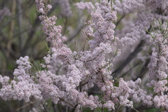 Tamarix laxa
