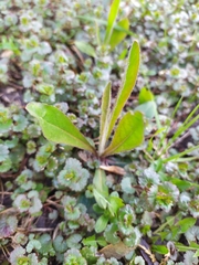 Pilosella