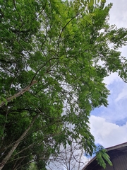 Zanthoxylum panamense