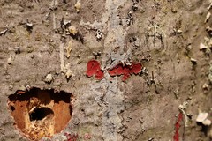 Hymenochaete cruenta