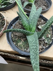 Gasteria carinata