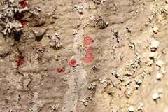 Hymenochaete cruenta