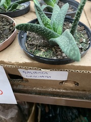 Gasteria carinata
