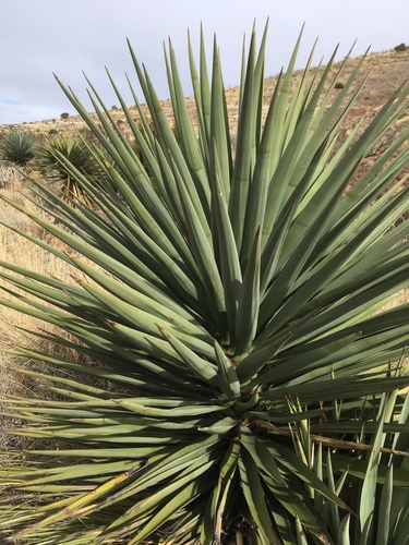 Yucca madrensis