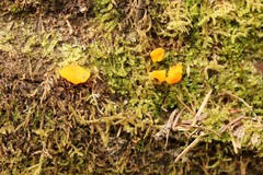 Dacrymyces chrysospermus