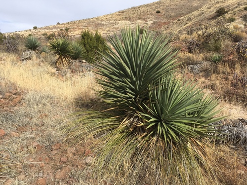 Yucca madrensis