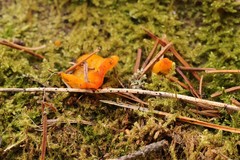 Dacrymyces chrysospermus