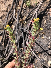 Camissoniopsis intermedia