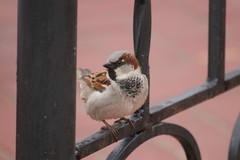 Passer domesticus