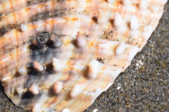 Acanthocardia echinata