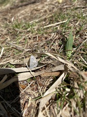 Celastrina asheri