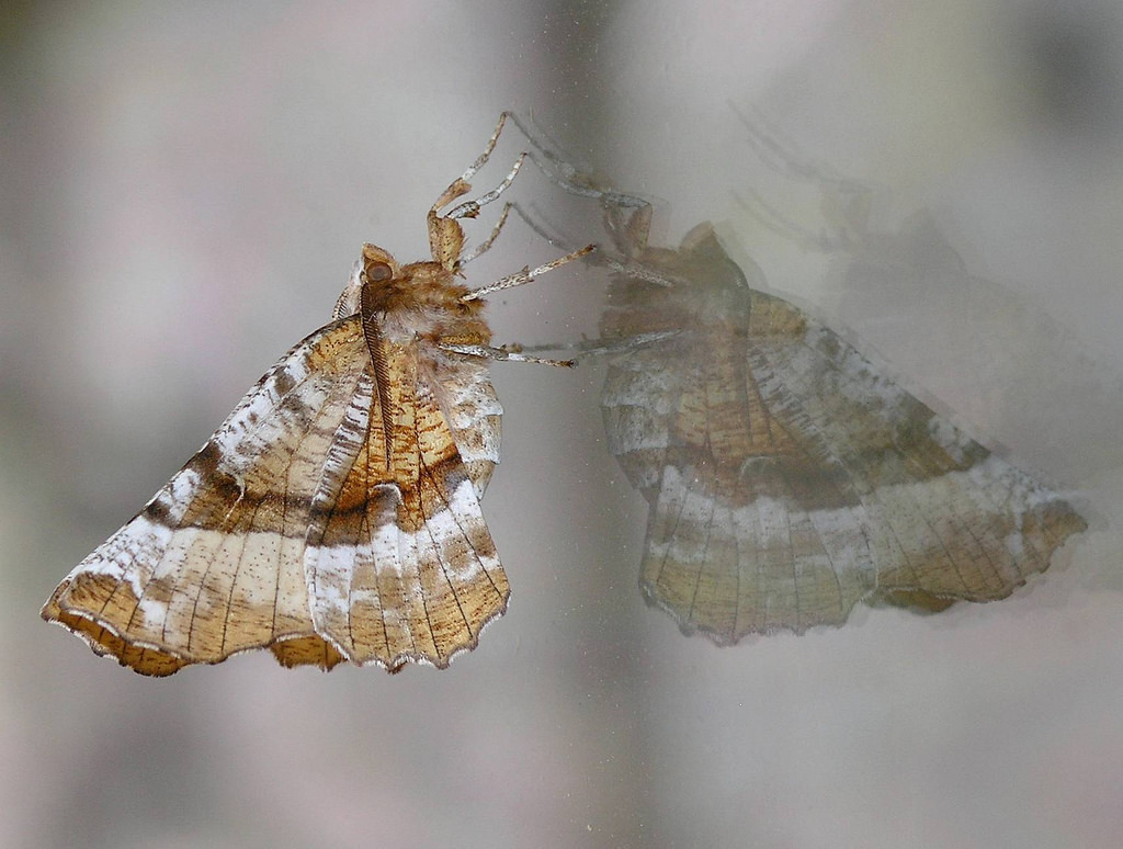 Kent's Geometer Moth