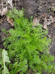 Tripleurospermum inodorum