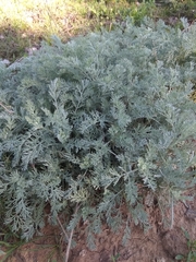 Artemisia austriaca