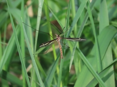 Tipula noveboracensis