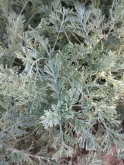 Artemisia austriaca