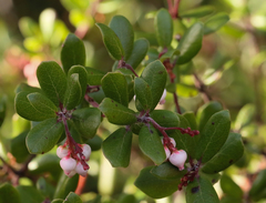 Arctostaphylos nummularia
