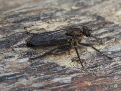 Lasiopogon
