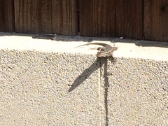 Sceloporus occidentalis
