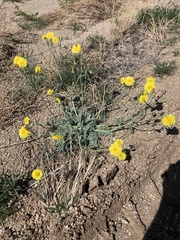 Malacothrix sonchoides