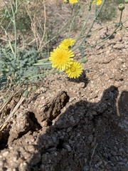 Malacothrix sonchoides