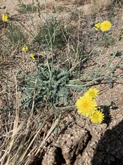 Malacothrix sonchoides