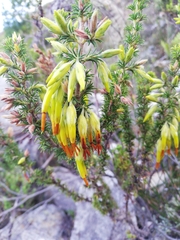 Erica plukenetii