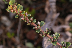 Ceanothus gloriosus