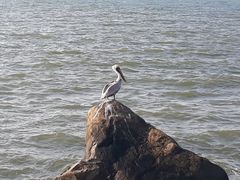 Pelecanus occidentalis