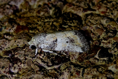 Aleptina aleptivoides