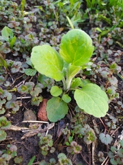 Erigeron annuus