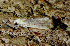 Acontiini