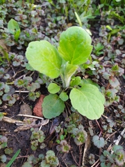 Erigeron annuus