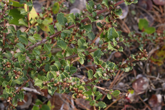 Ceanothus gloriosus